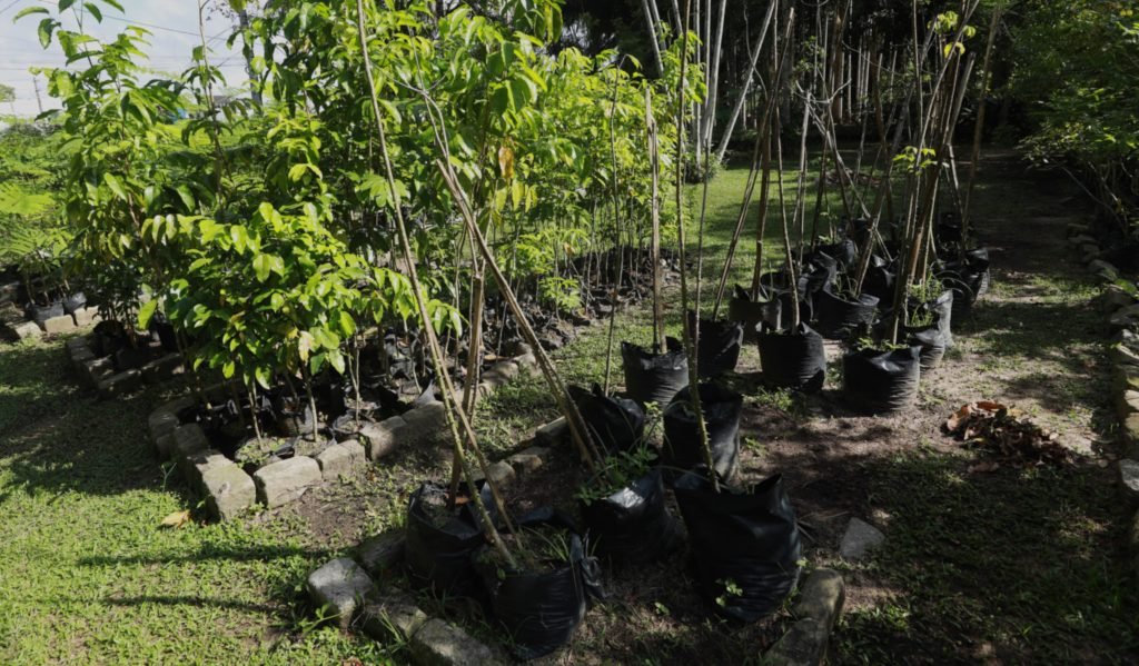 belem-supera-meta-de-10-mil-mudas-e-fortalece-arborizacao-urbana-no-pos-cop30