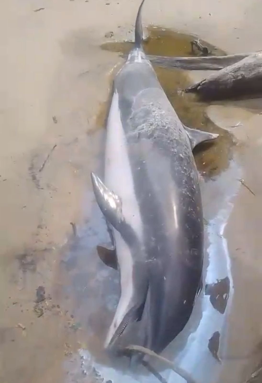 video:-golfinho-de-dois-metros-e-encontrado-morto-na-praia-do-humaita,-em-colares