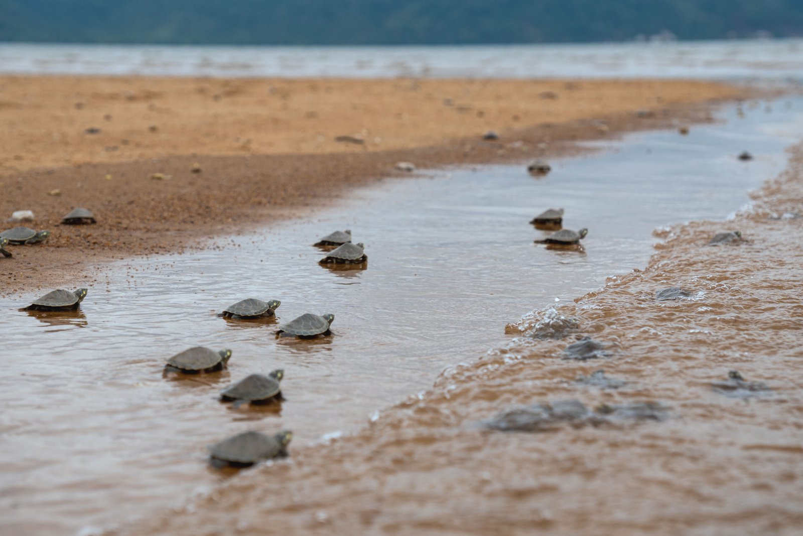 criancas-e-jovens-participam-da-soltura-de-milhares-de-filhotes-de-quelonios-no-para