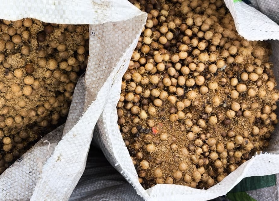 belem-cria-regras-para-reaproveitamento-do-caroco-de-acai