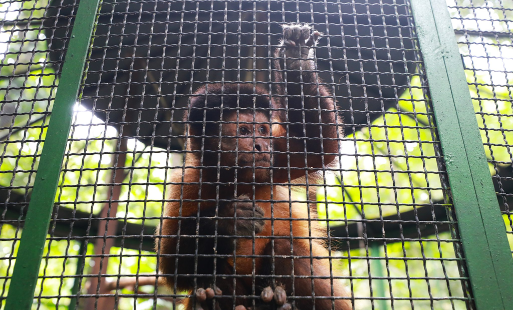 fulgencio:-de-ladrao-de-ovos-a-novo-morador-do-bosque