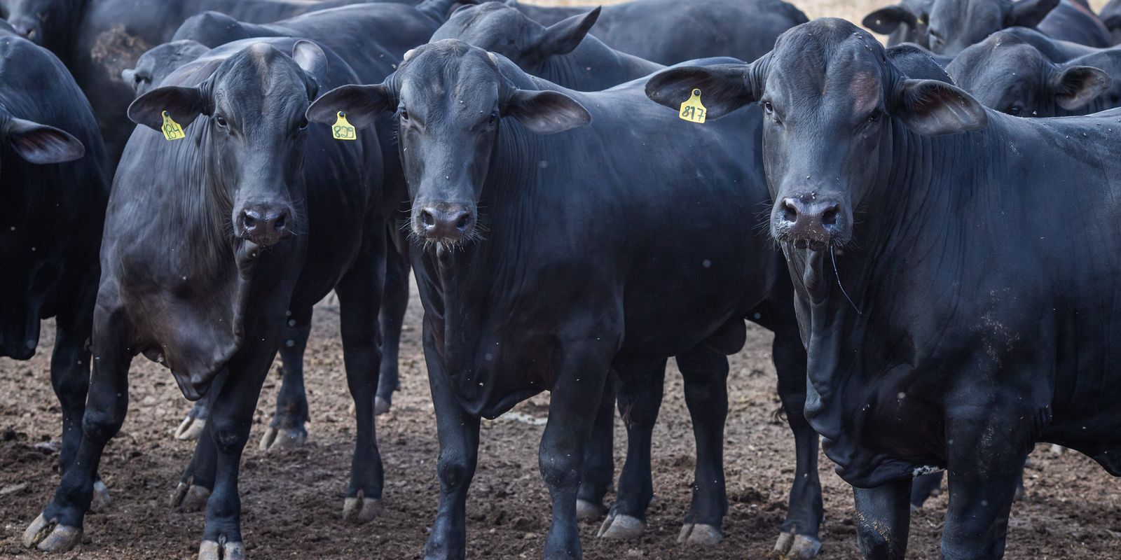 cmn-reduz-juros-de-financiamentos-a-cooperativas-rurais-pelo-pronaf