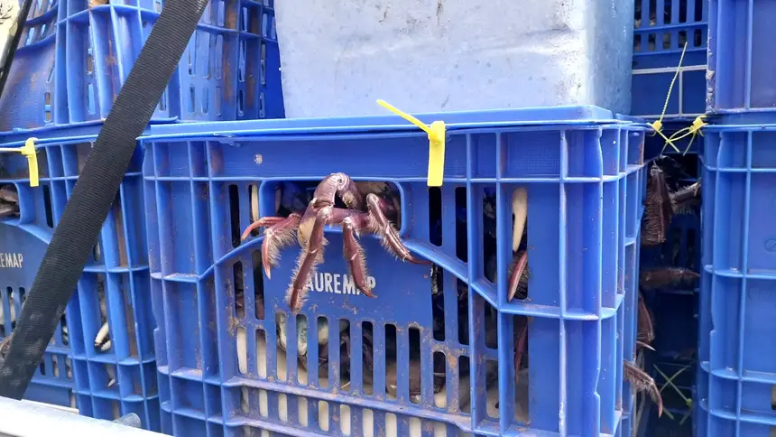caranguejo-lidera-a-procura-dos-consumidores-durante-a-semana-do-pescado-no-para