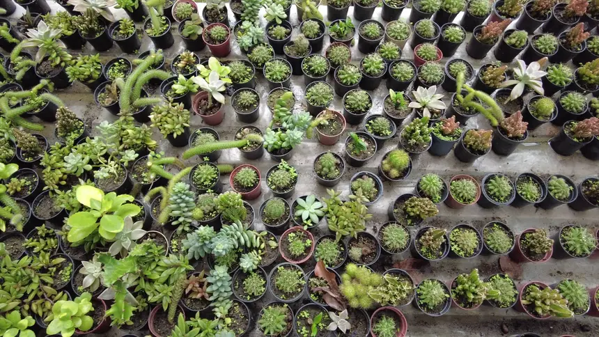 flores-e-chocolate:-hangar-recebe-programacao-dupla-e-gratuita-a-partir-do-dia-23